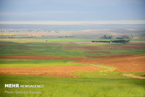 Grain fields in Markazi Province
