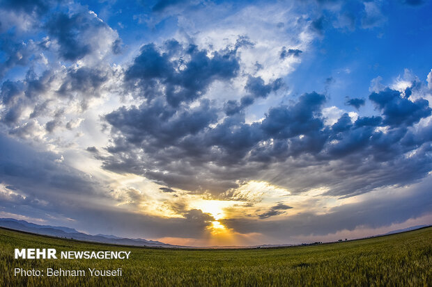 Grain fields in Markazi Province
