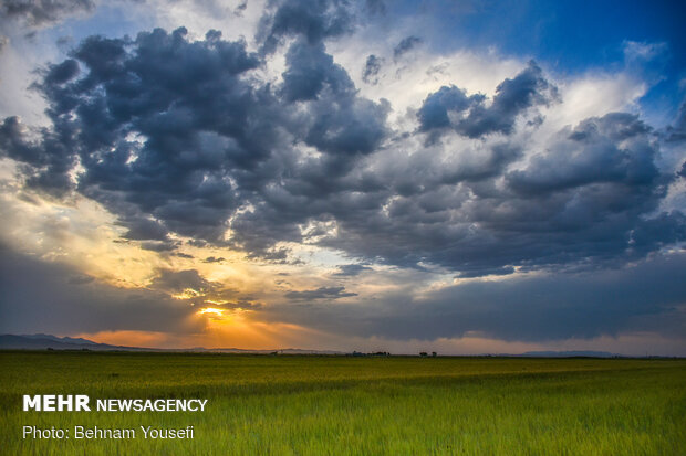 Grain fields in Markazi Province
