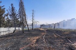 آتش سوزی در جنگل افرا/ تنها حدود ۱۵۰۰ متر علوفه سوخت