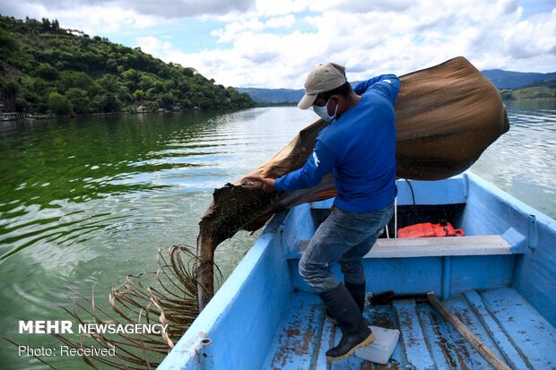 جمع‌آوری زباله‌های شناور در دریاچه "آتیتلان" گواتمالا