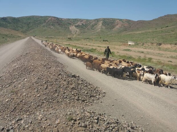 جنگل ابر شاهرود چرای غیر قانونی دام . منابع طبیعی استان سمنان