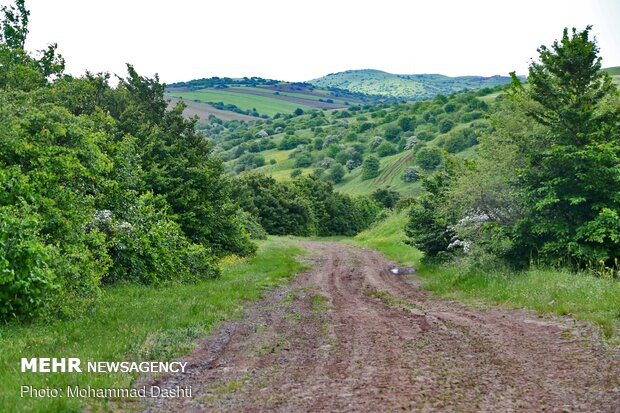 Beauties of Fandoqlu Forest in NW Iran
