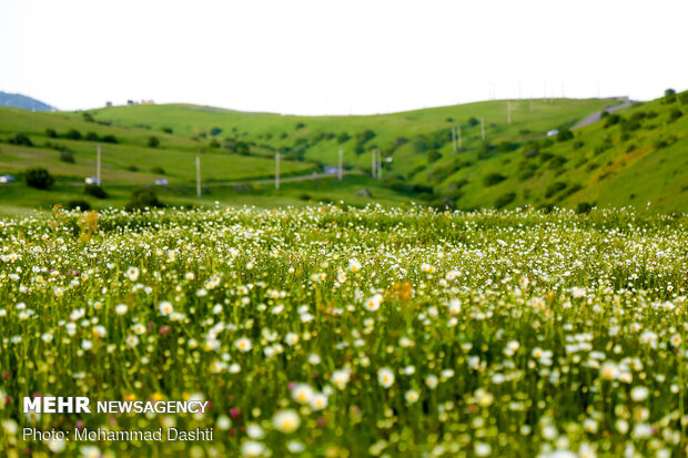 Beauties of Fandoqlu Forest in NW Iran
