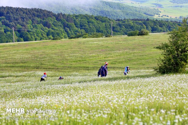 Beauties of Fandoqlu Forest in NW Iran
