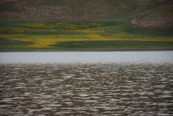 تورریزی ۵۶ هزار متر برای پاکسازی دریاچه«نئور»از گونه مهاجم کاراس
