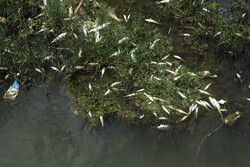قرہ سو دریا میں مچھلیوں کی اموات