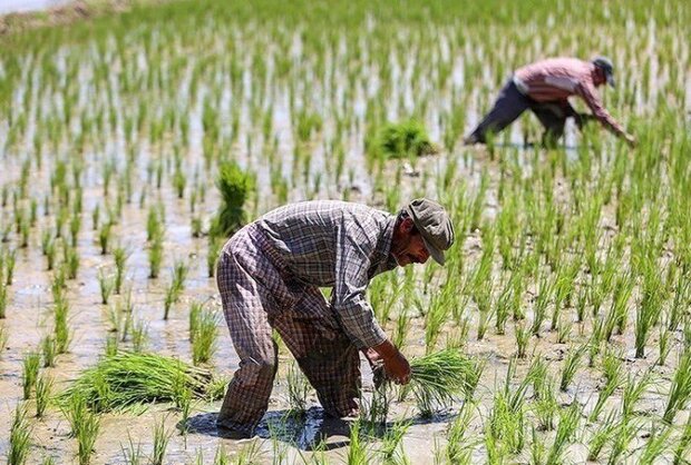 حمایت از کشت قراردادی برنج با تأمین 16هزار تن کود و دیگر نهاده‌ها