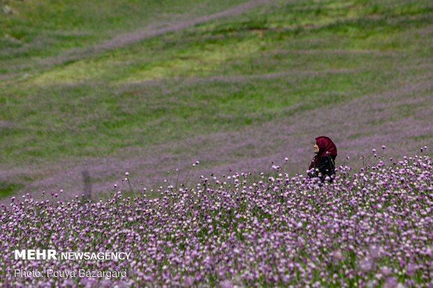 Asalem-Khalkhal green road 