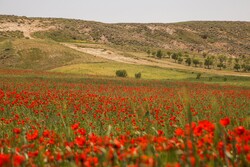 Poppy fields in North Khorasan province