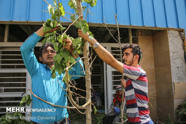 Silkworm farm in NE Iran