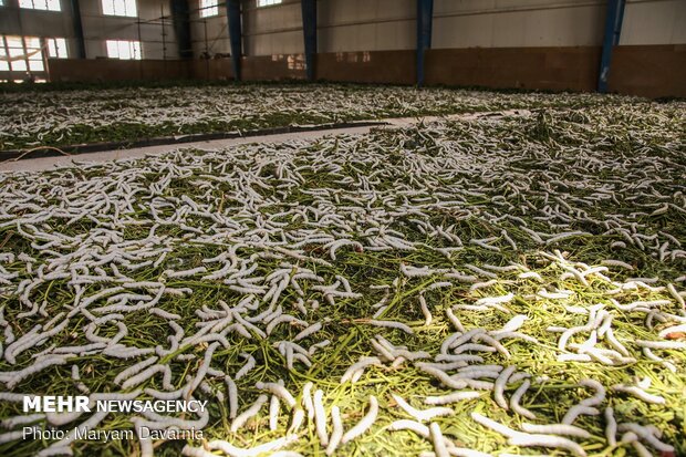 Silkworm farm in NE Iran