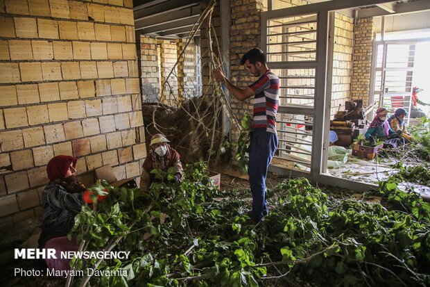 Silkworm farm in NE Iran