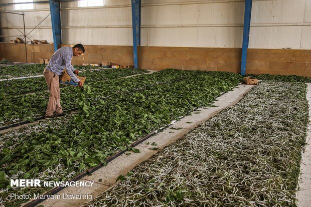 Silkworm farm in NE Iran