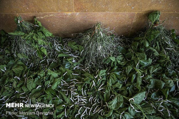 Silkworm farm in NE Iran