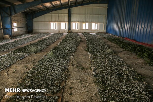 Silkworm farm in NE Iran