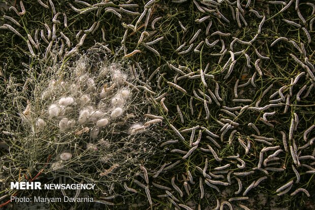 Silkworm farm in NE Iran