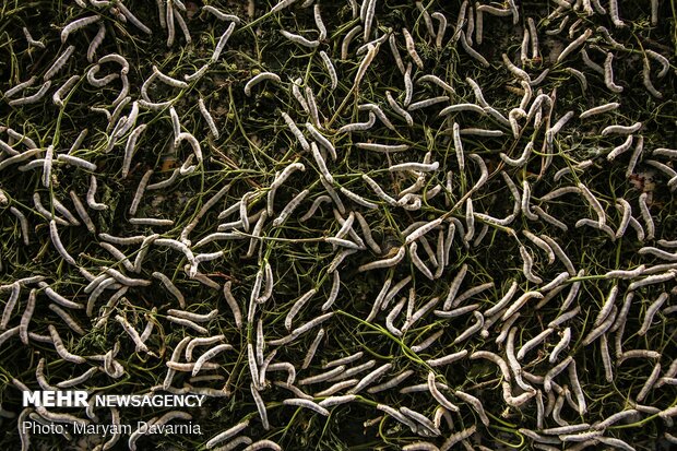 Silkworm farm in NE Iran