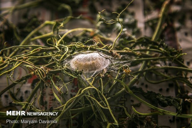 Silkworm farm in NE Iran