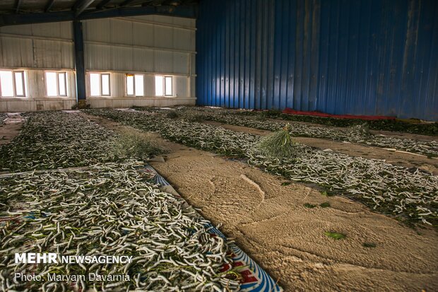 Silkworm farm in NE Iran