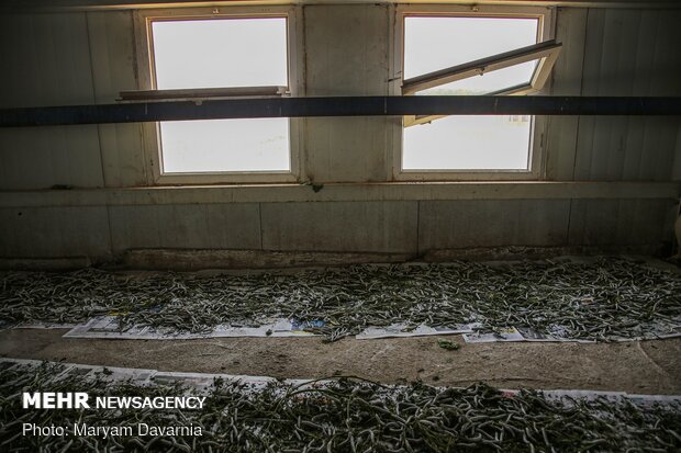 Silkworm farm in NE Iran