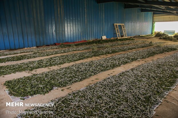 Silkworm farm in NE Iran