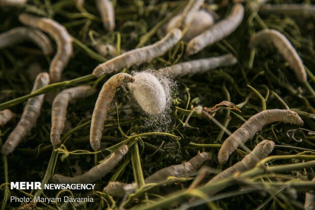 Silkworm farm in NE Iran