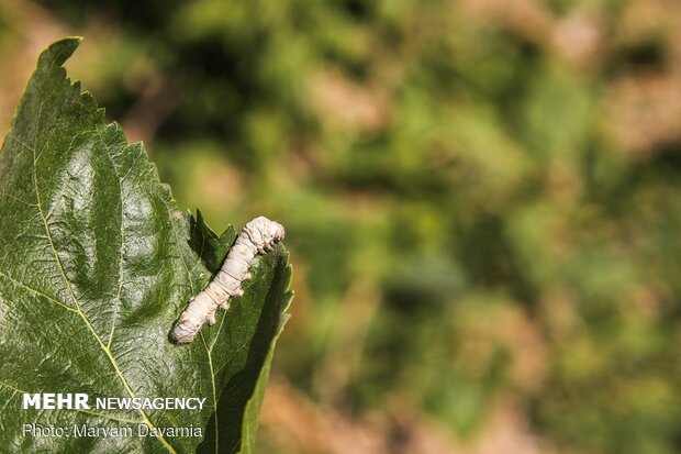 Silkworm farm in NE Iran