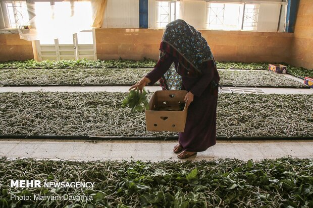 Silkworm farm in NE Iran