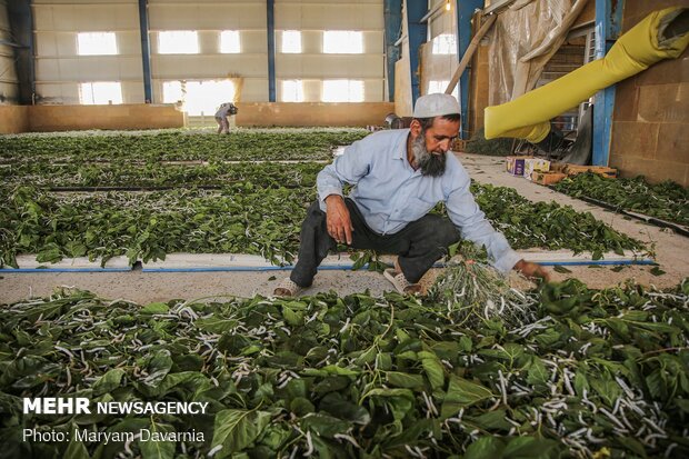 Silkworm farm in NE Iran