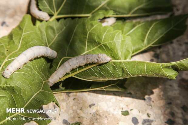 Silkworm farm in NE Iran