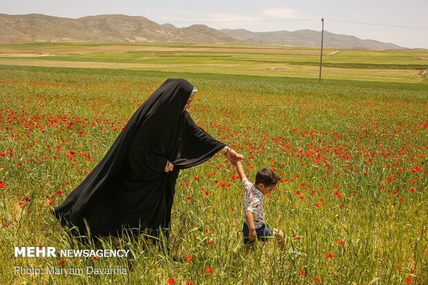 دشتی به رنگ شقایق