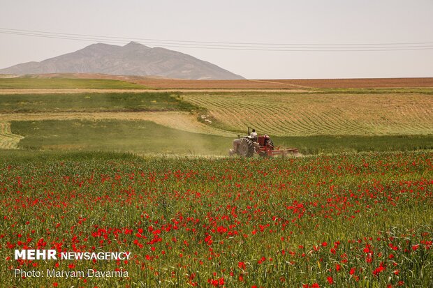 Poppy fields in North Khorasan province