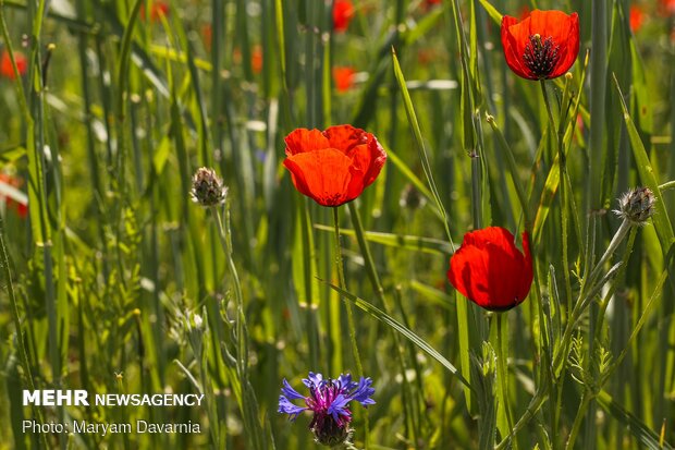 Poppy fields in North Khorasan province