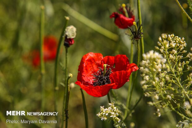 Poppy fields in North Khorasan province