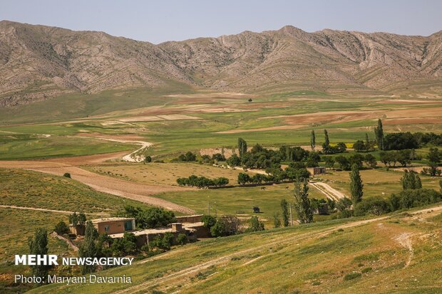 Poppy fields in North Khorasan province