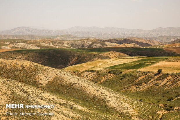 Poppy fields in North Khorasan province