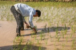 مسوولان اجازه دهند کشت برنج در خوزستان انجام شود