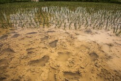 مزرعه برنج آلوده به فاضلاب در شیراز  قلع و قمع شد
