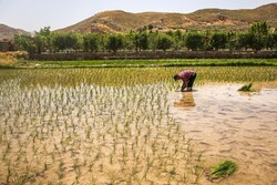 خشکسالی در فارس و افزایش کاشت برنج در استان
