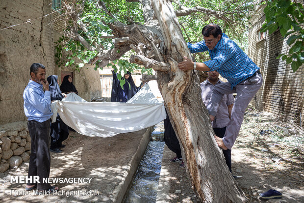 Harvesting mulberry trees in Yazd