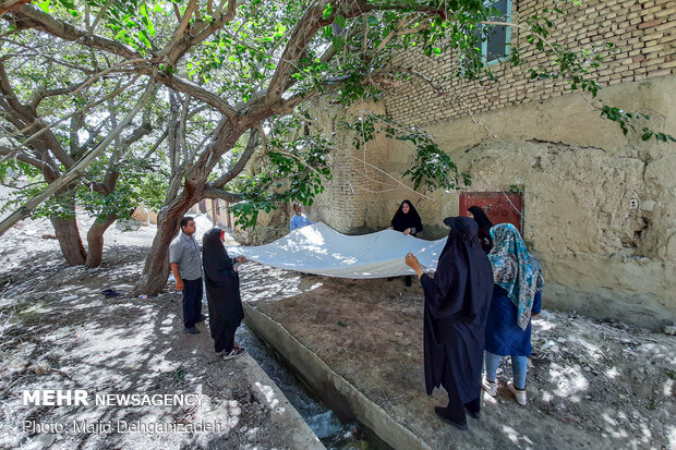 Harvesting mulberry trees in Yazd