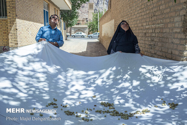 Harvesting mulberry trees in Yazd