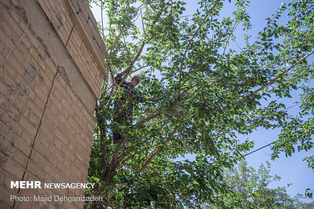 Harvesting mulberry trees in Yazd