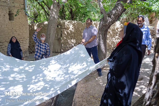 Harvesting mulberry trees in Yazd