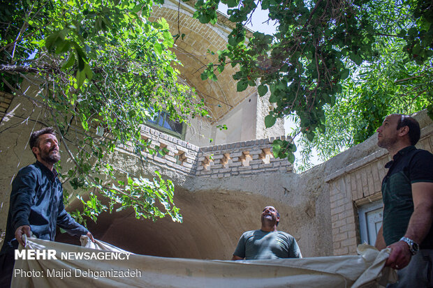 Harvesting mulberry trees in Yazd