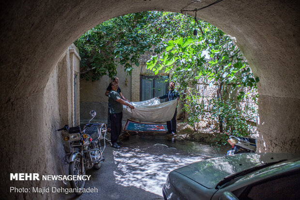 Harvesting mulberry trees in Yazd