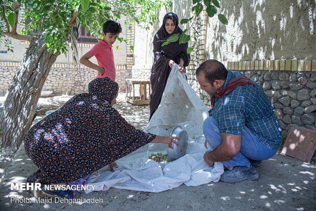 Harvesting mulberry trees in Yazd
