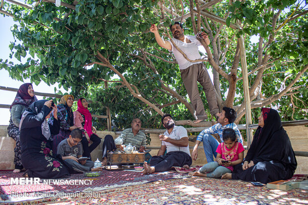 Harvesting mulberry trees in Yazd