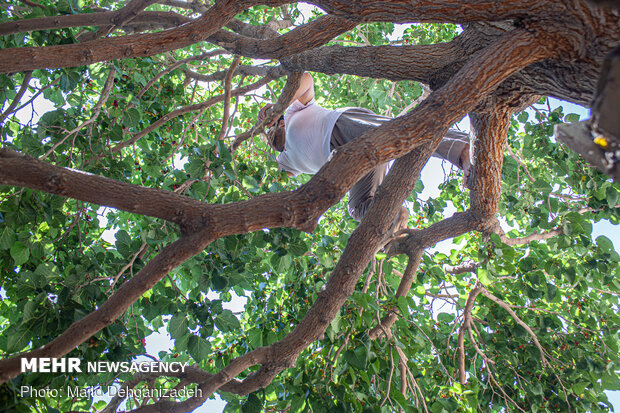 Harvesting mulberry trees in Yazd
